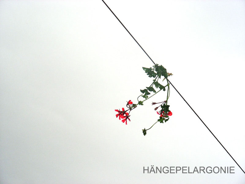 2008_06_27_haengepelargonie