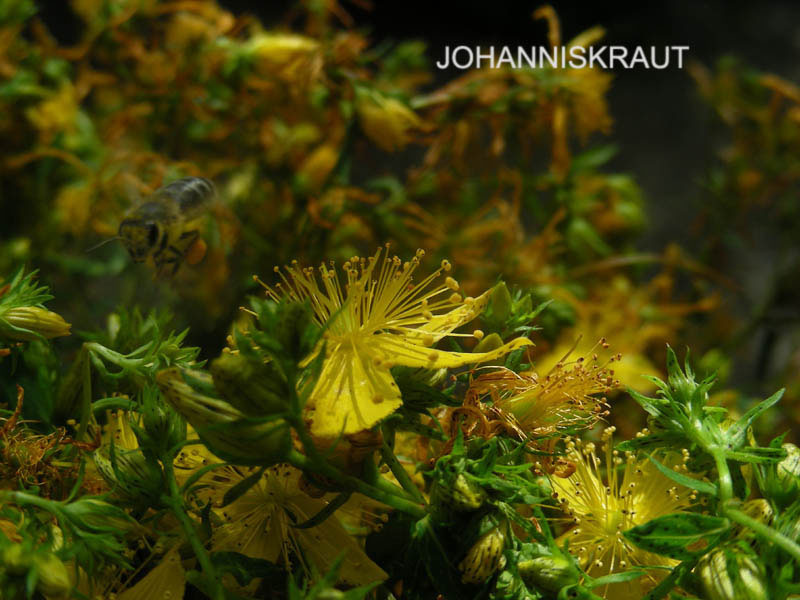 2008_06_28_johanniskraut