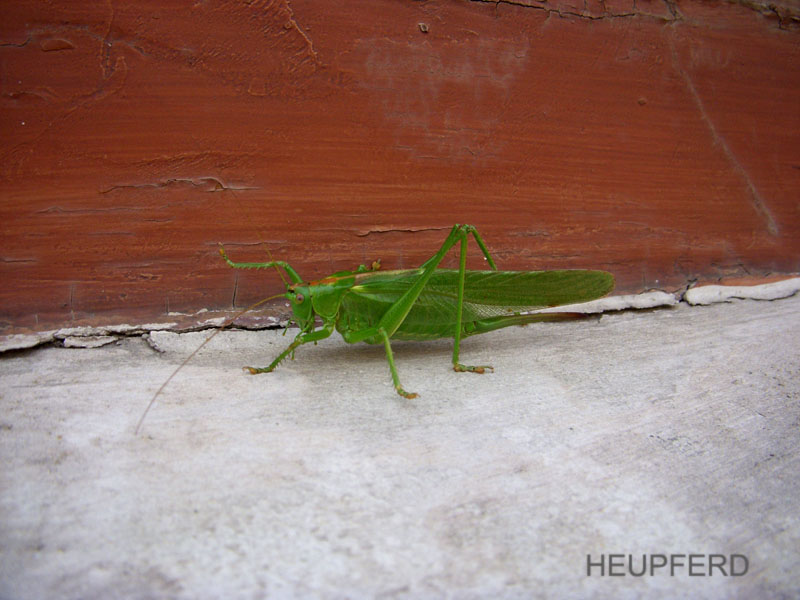 2008_07_31_heupferd