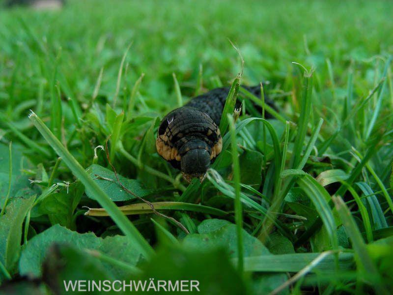 2008_08_12_weinschwaermer