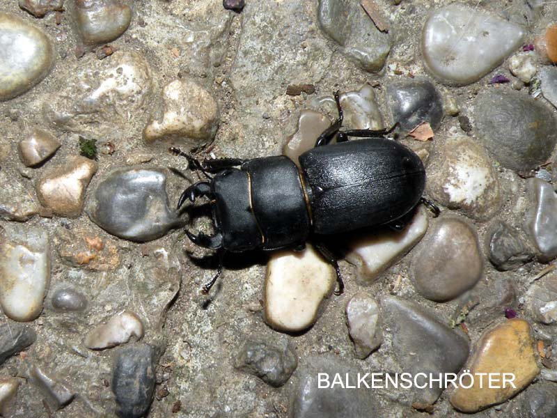 2009_07_15_balkenschroeter