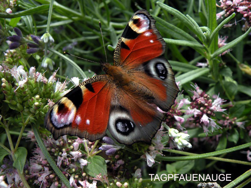 2009_09_05_tagpfauenauge