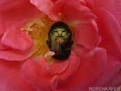 2008_06_15_rosenkaefer