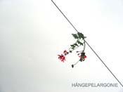 2008_06_27_haengepelargonie