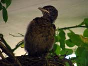 2008_08_11_hallo_nachbar