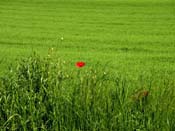 2009_05_18_mohnblume