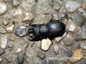 2009_07_15_balkenschroeter