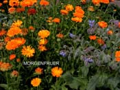 2010_07_28_morgenfruer