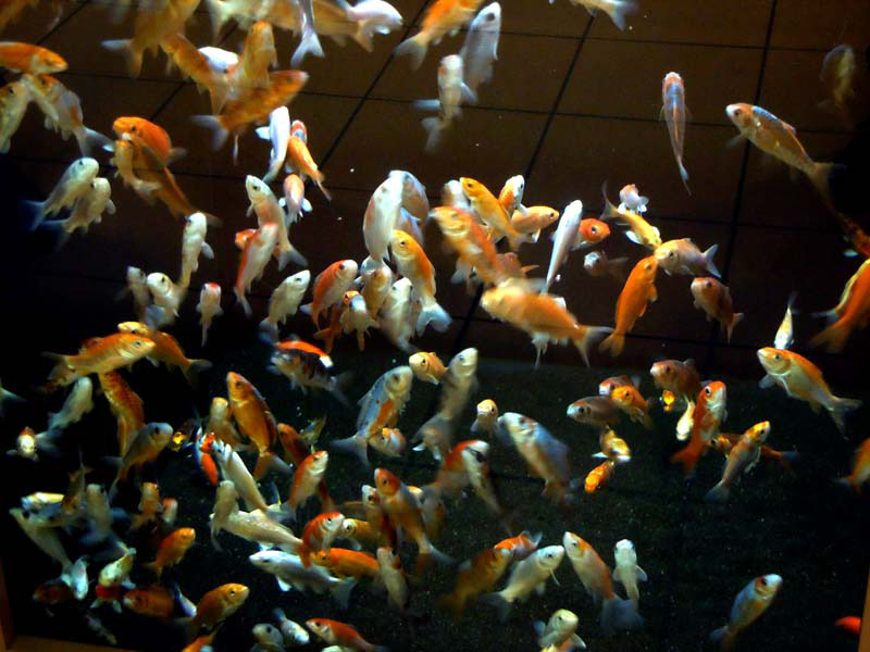 2013_04_16_koi