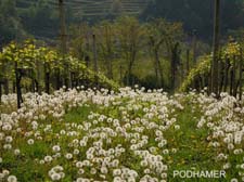 2011_04_29__podhamer