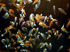 2013_04_16_koi