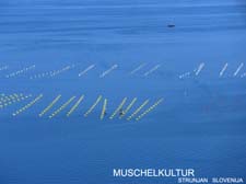 2015_06_05__strunjan__muschelzucht