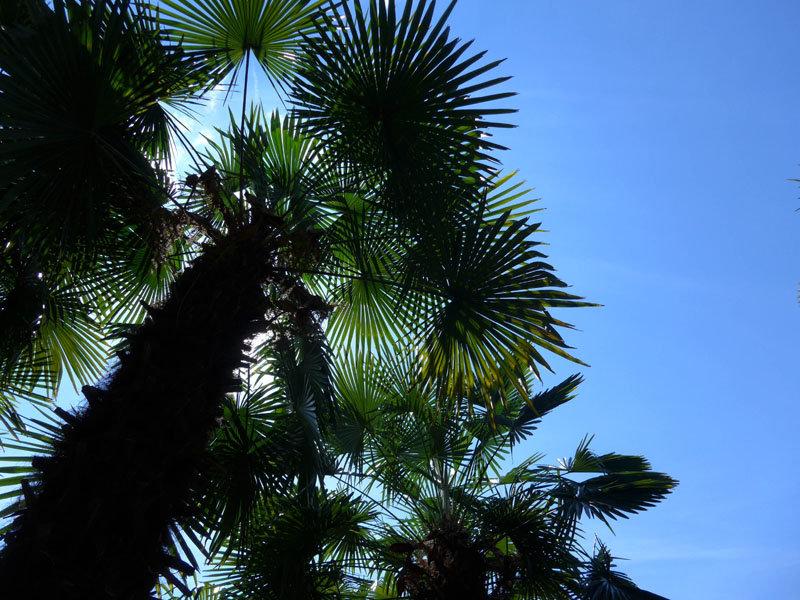 2014_06_14_1141__palmenwald
