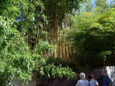 2014_06_14_0937__waldgarten_bambuswald