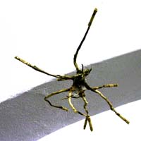 07_spider