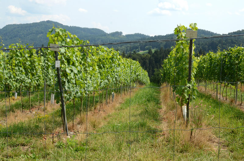 2013_07_12_1507__burgwein_lassnig